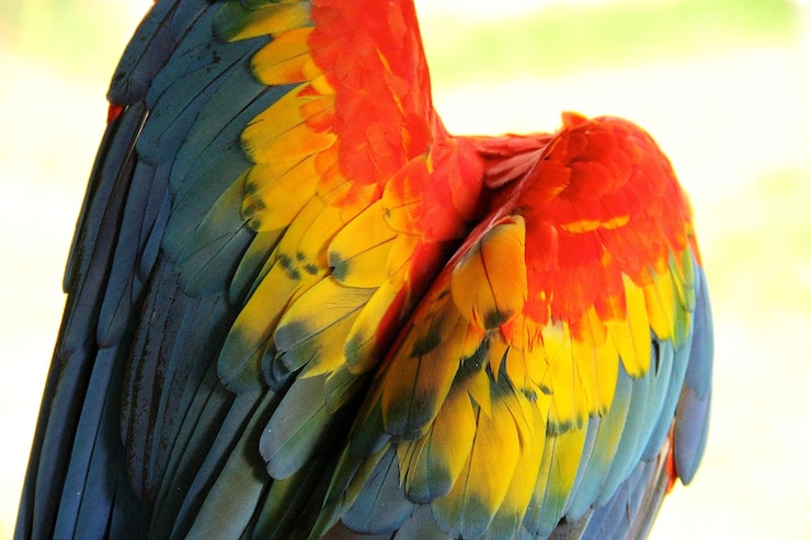 Foto um close-up da arara