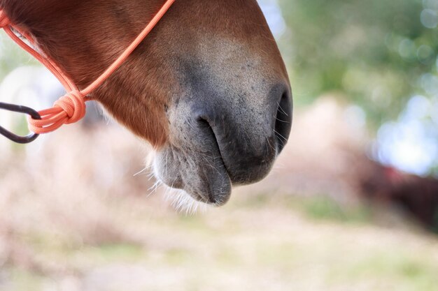 Um close-up da boca e do nariz de um cavalo