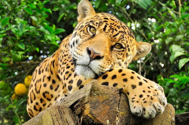 Um close-up da cabeça de um jaguar adulto na floresta amazônica