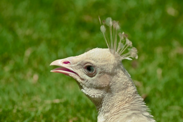 Um close-up da cabeça de um peru com penas nele