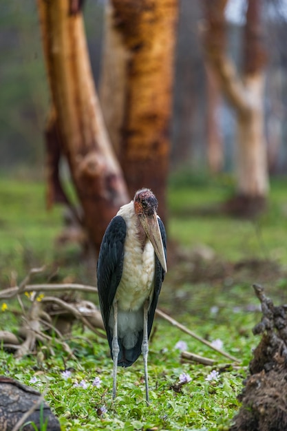 Um close-up da cegonha marabou