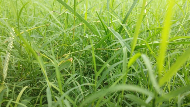 Foto um close-up da grama com a palavra grama nela