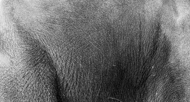 Um close-up da lateral de um elefante asiático revela a textura da pele do animal.