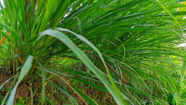 Um close-up da planta de citronela que tem o nome latino Cymbopogon nardus