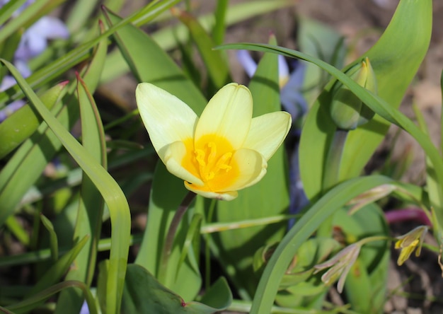 um close-up da tardia tulipa tarda no jardim botânico