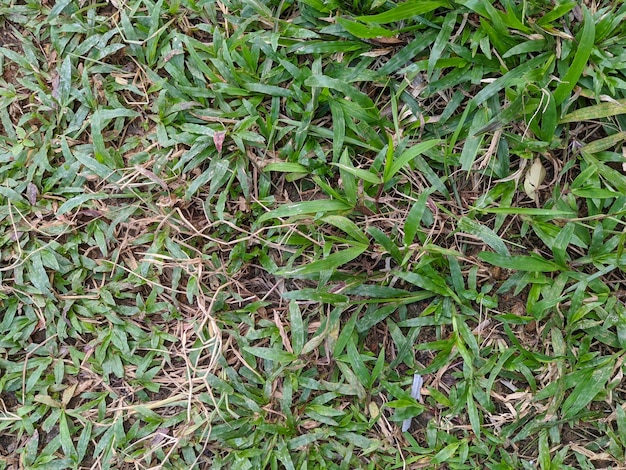 Um close-up da textura da grama