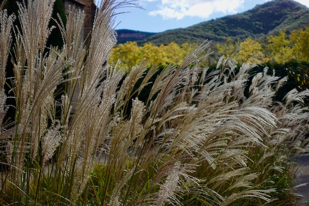 Foto um close-up da vegetação