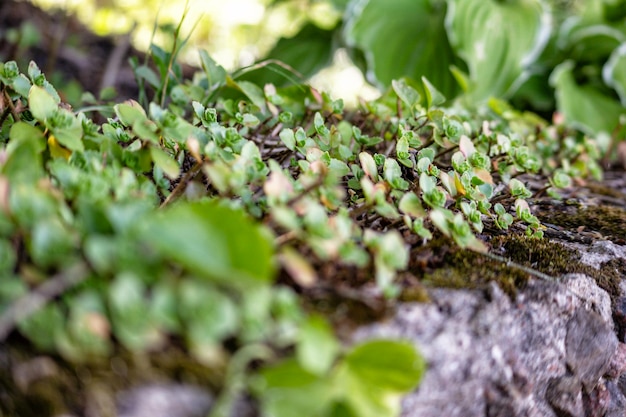 um close-up da vida vegetal