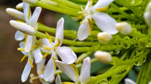 Um close-up das flores da flor
