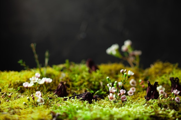 Um close-up das flores delicadas e muito pequenas que crescem entre o musgo da floresta Primeiras flores cultivadas em solo morto Nova vida em um conceito de planeta