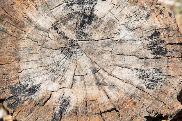 Um, close-up, de, a, superfície, de, antigas, corte, de, árvore