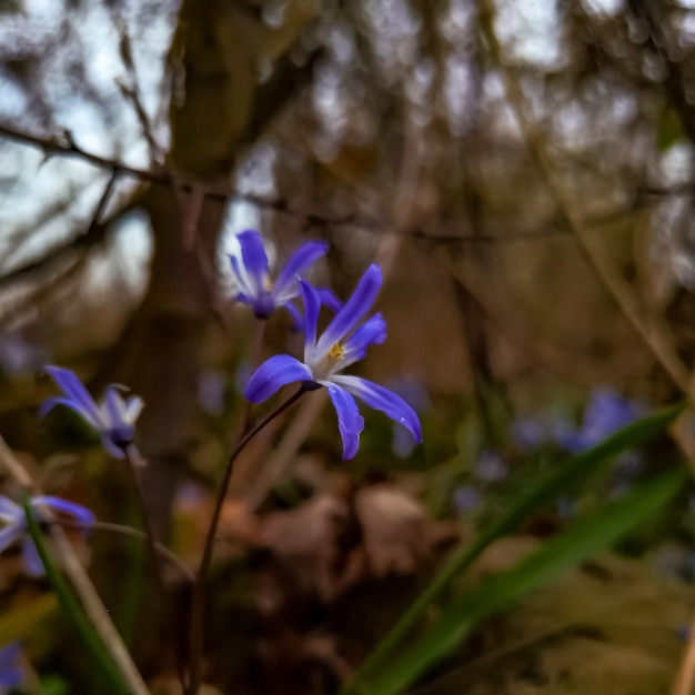Foto um close-up de algumas flores azuis com as folhas nelas