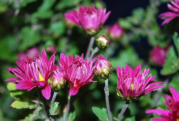 Um close-up de algumas flores com o caule verde no centro