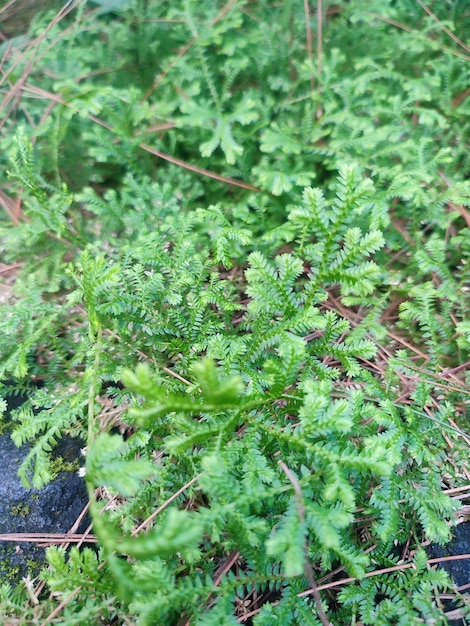 Um close-up de algumas plantas verdes com algumas folhas marrons