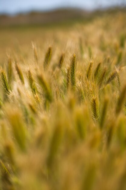 Um close-up de espigas de trigo