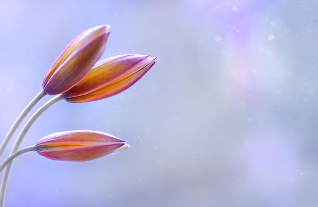 um close-up de flores com a palavra primavera à esquerda