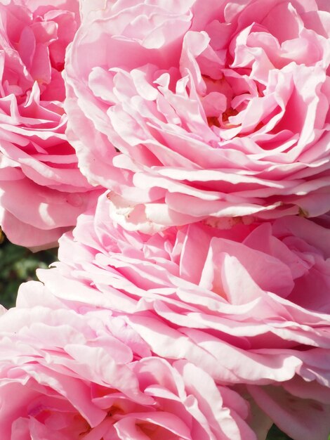 Um close-up de flores cor de rosa com a palavra rosa nele
