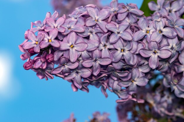 Um close-up de flores lilás roxas