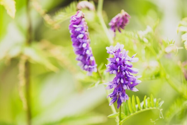 Foto um close-up de flores roxas com um fundo verde