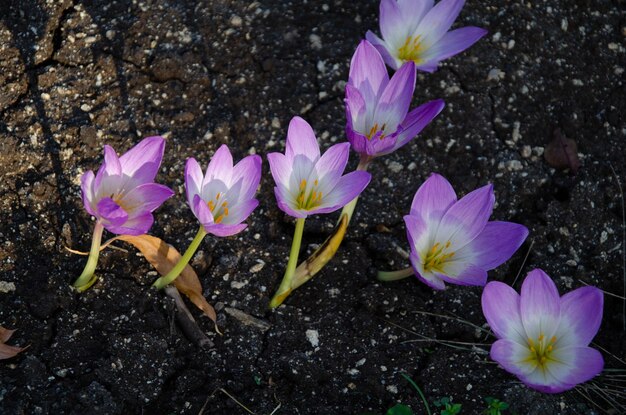 Um close-up de flores roxas de açafrão em um jardim