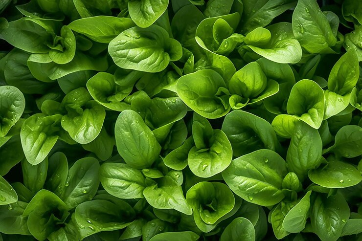 Foto um close-up de folhas verdes de uma planta