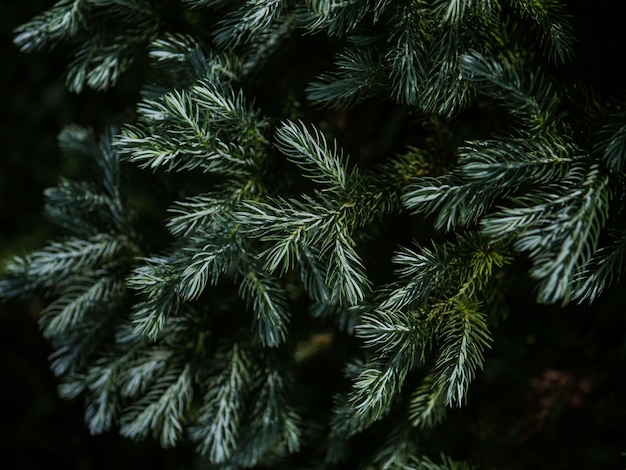 um close-up de fundo de folhas verdes Conceito de natureza plana plana folhas tropicais
