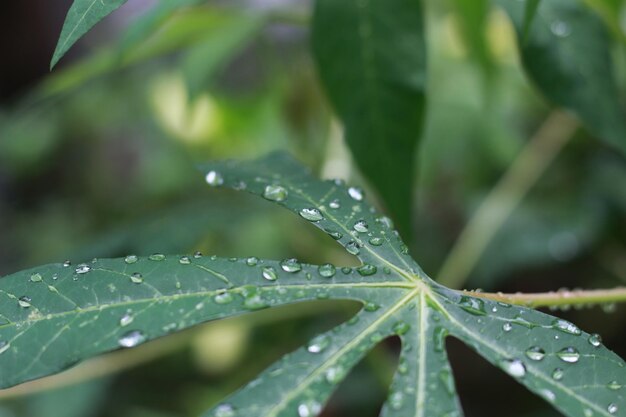 Foto um close-up de gotas de água em folhas de mandioca depois de serem expostas à chuva conceito de foto natural