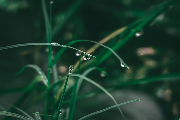 Um close-up de grama com gotas de água sobre ele