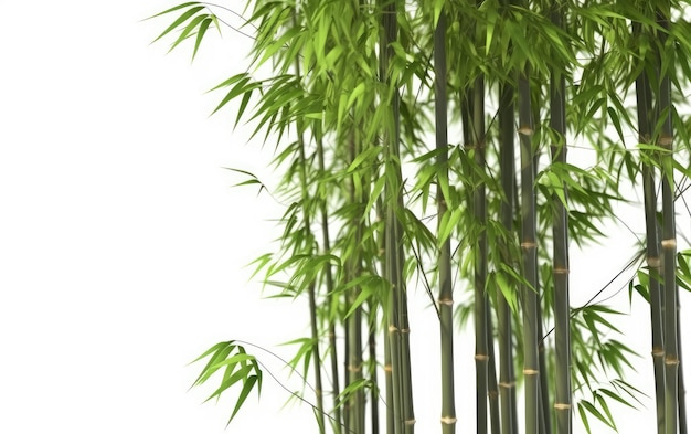 Um close-up de hastes de bambu verde em um fundo branco gerado por ai