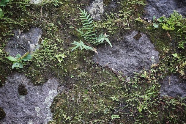 Um close-up de musgo em uma parede de pedra