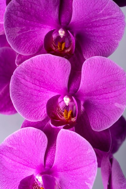 Um close-up de orquídeas roxas com o centro branco