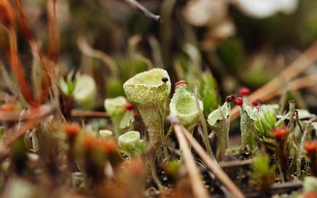 Um close-up de plantas carnívoras