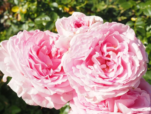 Um close-up de rosas cor de rosa com a palavra rosa nele