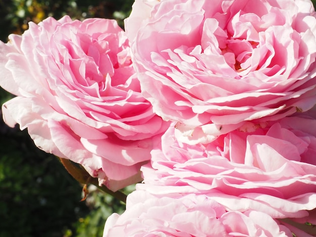 Um close-up de rosas cor de rosa com a palavra rosa nele