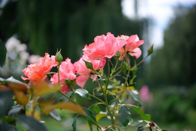 Um close-up de rosas cor de rosa em um jardim