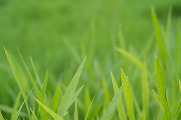 Um close-up de um campo de grama com a palavra trigo no canto inferior direito.