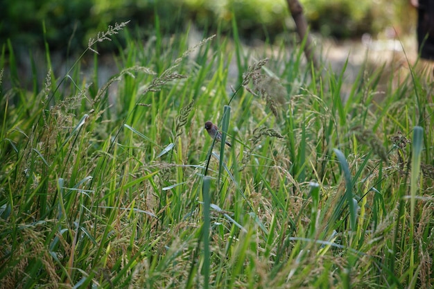 Um close-up de um campo de grama com um bug nele