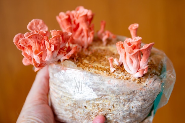 Um close-up de um cogumelo com um cogumelo rosa no topo
