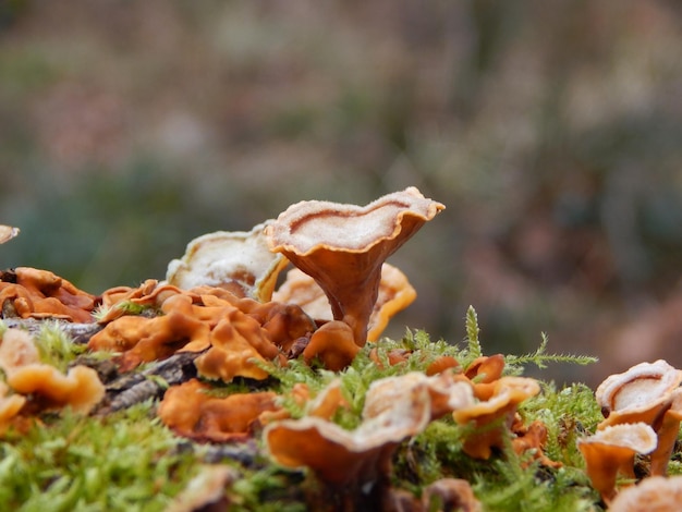 Um close-up de um cogumelo em um tronco coberto de musgo