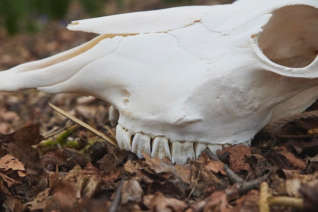 Um close-up de um crânio de veado com alguns dentes