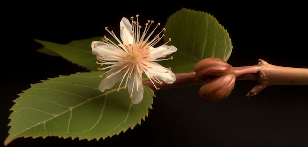 Um close-up de um galho com flores e folhas