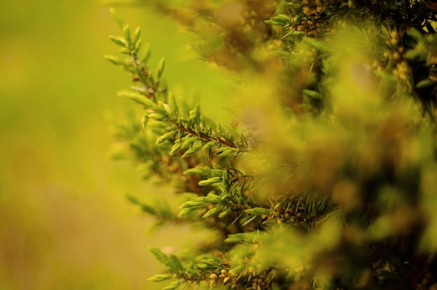 Um close-up de um galho de árvore com um fundo verde e a palavra árvore nele.