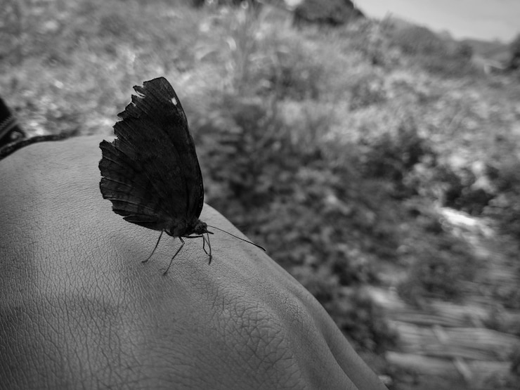 Foto um close-up de um inseto na mão.