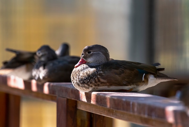 Um close up de um pato com bico vermelho sentado no parapeito da ponte. Foco seletivo em belos patos selvagens. Penas marrons e brancas de pato pequeno bonito contra um fundo desfocado de um parque.