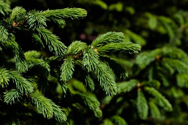 Um close-up de um pinheiro com a palavra natal nele