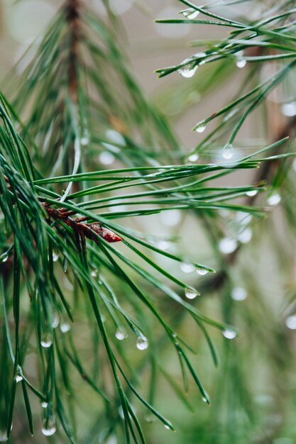 Um close-up de um pinheiro com gotas de chuva sobre ele