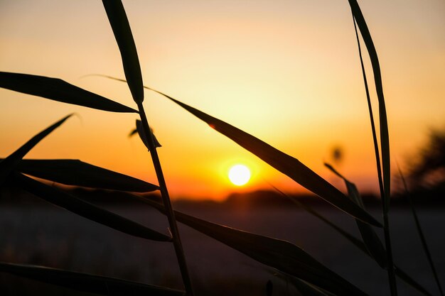 Foto um close-up de um pôr do sol