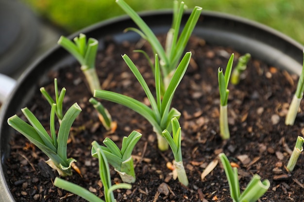 Um close-up de um pote preto com plantas de alho crescendo nele.