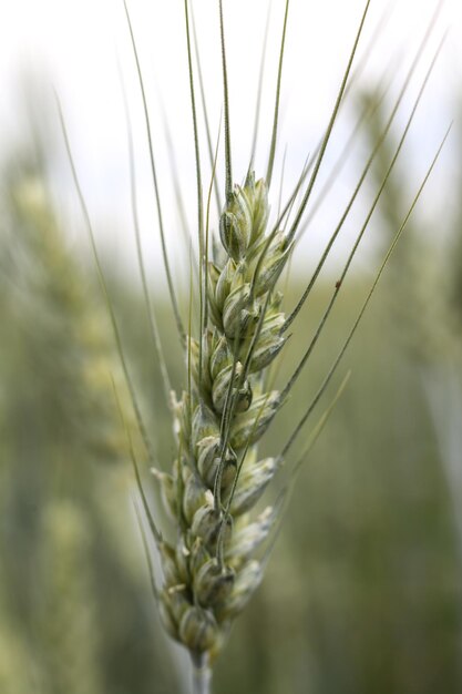 um close-up de um trigo comum