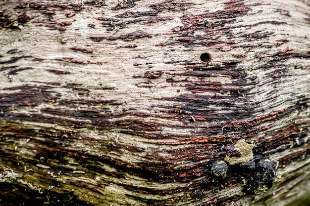 Um close-up de um tronco de árvore com um buraco na casca.